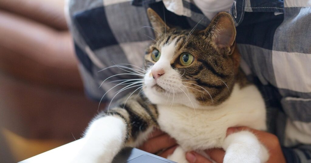 cat